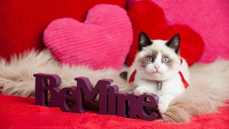 Valentine's Day Cat with Heart Pillows wallpaper
