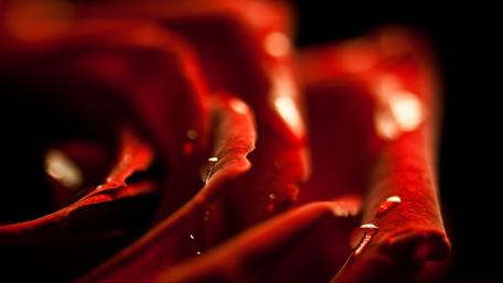 Elegant Red Rose with Water Drops wallpaper