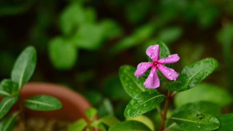 Vibrant Pink Flower Surrounded by Greenery wallpaper
