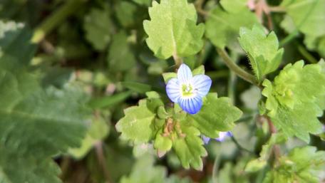 Vibrant Serenity: Blue Blossom in Green wallpaper