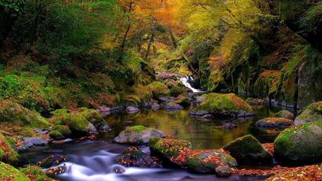 Serene Forest Brook in Autumn Colors wallpaper