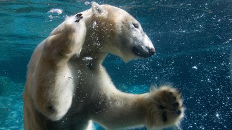 Majestic Polar Bear Underwater Scene wallpaper