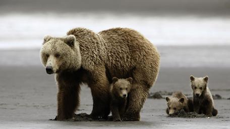 Adorable Bear Family in the Wild wallpaper