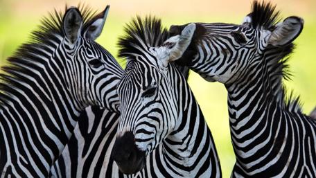 Majestic Zebras in Their Natural Habitat wallpaper