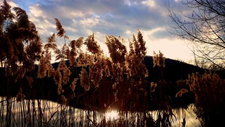 Golden Reeds by the Tranquil Lake wallpaper