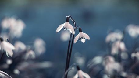 Snowdrops Blooming in Early Spring Garden wallpaper