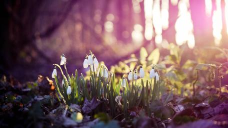 Snowdrops Awakening in Spring Sunshine wallpaper