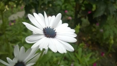 Daisy Delight in Nature's Embrace wallpaper