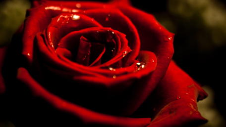 Romantic Red Rose in Bloom wallpaper