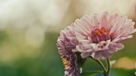 Delicate Pink Blooms in Nature's Embrace wallpaper