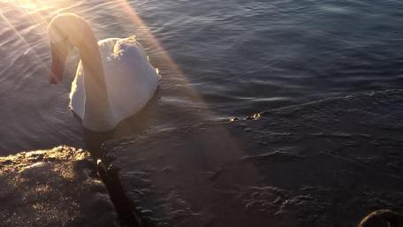 Elegant Swan in Winter Light wallpaper