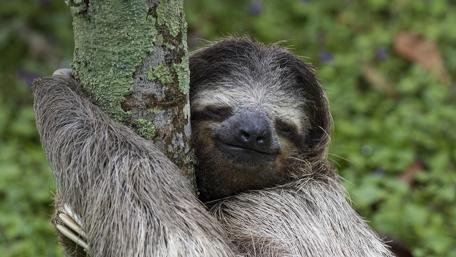 Slothful Bliss Amidst the Greenery wallpaper