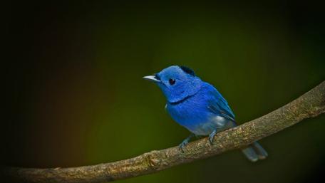 Blue bird on a twig wallpaper