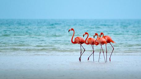 Flamingos on Tranquil Shore wallpaper
