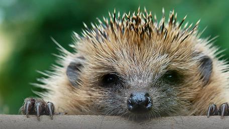 Adorable Hedgehog Peekaboo wallpaper