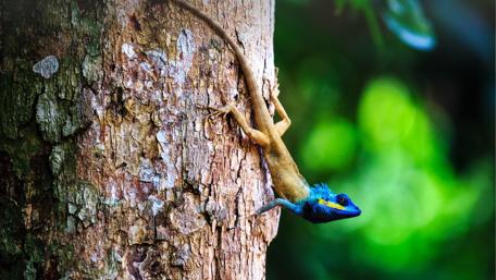 Colorful Lizard Camouflaged on Tree Bark wallpaper