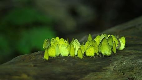 Vibrant Butterflies Gathering on a Log wallpaper