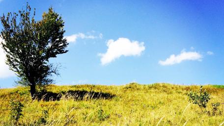Sunny Field Under a Clear Blue Sky wallpaper