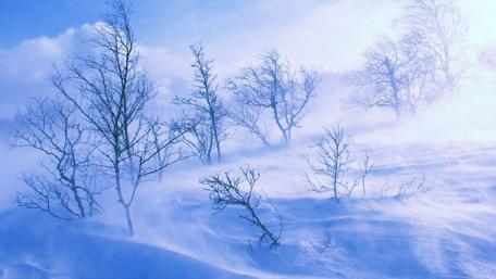 Winter Whispering Winds Among Snowy Trees wallpaper
