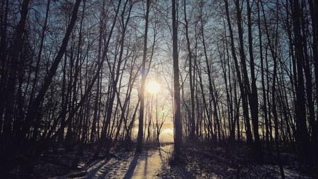 Winter's Pathway Through a Snowy Forest wallpaper