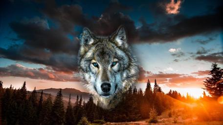 Majestic Wolf in Forest Sunset wallpaper