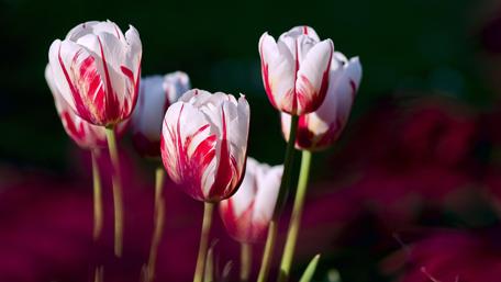 Spring Tulips in Vibrant Bloom wallpaper