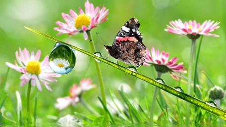 Butterfly Resting on Dewy Spring Morning wallpaper