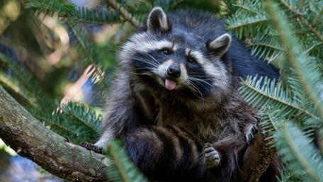 Raccoon Fun in the Wild wallpaper