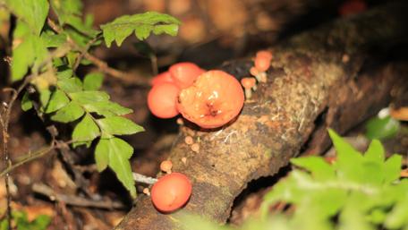 Vibrant Forest Mushrooms Beauty wallpaper