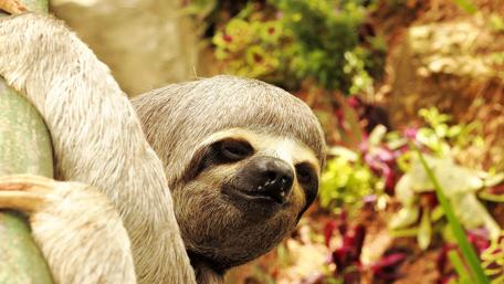 Slow and Adorable Forest Dweller wallpaper