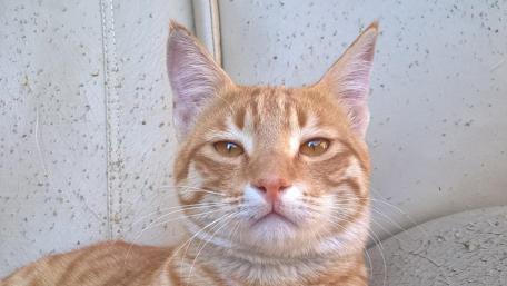 Charming Ginger Cat Portrait wallpaper