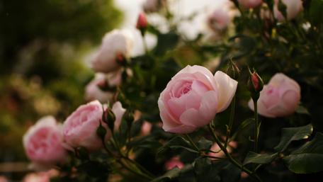Blushing Blooms in Twilight Hues wallpaper