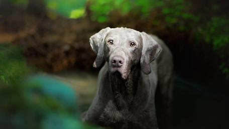Charming Weimaraner in Nature's Embrace wallpaper