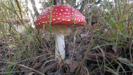 Vibrant Mushroom in Nature's Embrace wallpaper