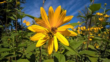 Golden Blooms in a Sunny Field wallpaper