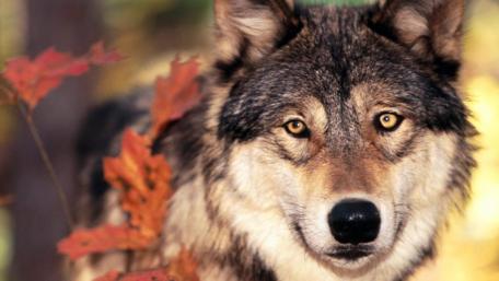 Wolf in Autumn Wilderness wallpaper
