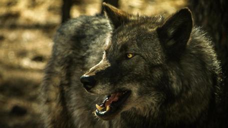 Majestic Wolf in Its Natural Habitat wallpaper