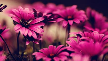 Radiant Summer Blooms Elegance wallpaper