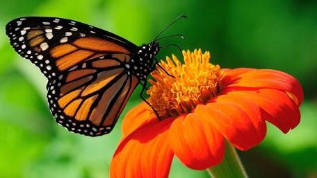 Majestic Butterfly on Vibrant Flower wallpaper