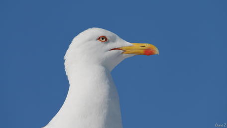 Majestic Seagull in Bright Blue Sky wallpaper