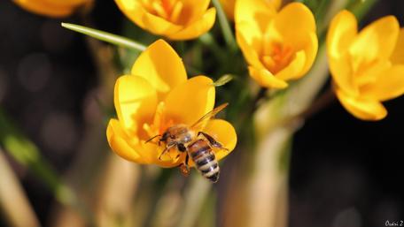 Buzzing Beauty of Nature Among Vibrant Flowers wallpaper