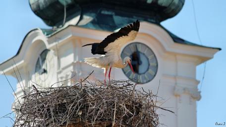 Graceful Stork Nesting Above a Church Tower wallpaper