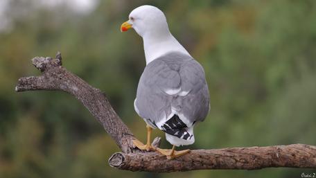 Majestic Seagull Perched on Branch wallpaper