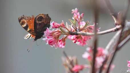 Beautiful Butterfly on Blooming Pink Flowers for Spring Mood wallpaper