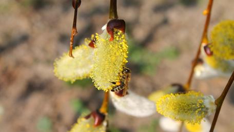 Golden Bee Among Vibrant Catkin Blossoms wallpaper