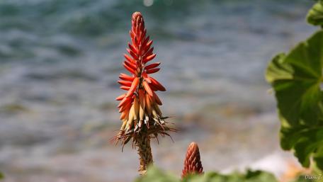Vibrant Close-up of a Stunning Flowering Plant wallpaper