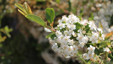 Delicate White Blossoms in Springtime Beauty wallpaper