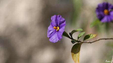 Vibrant Purple Flower Closeup Wallpaper wallpaper