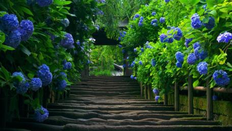 Blooming Pathway: Nature's Vibrant Walkway wallpaper