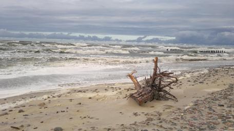 Serene Stump by the Turbulent Sea wallpaper